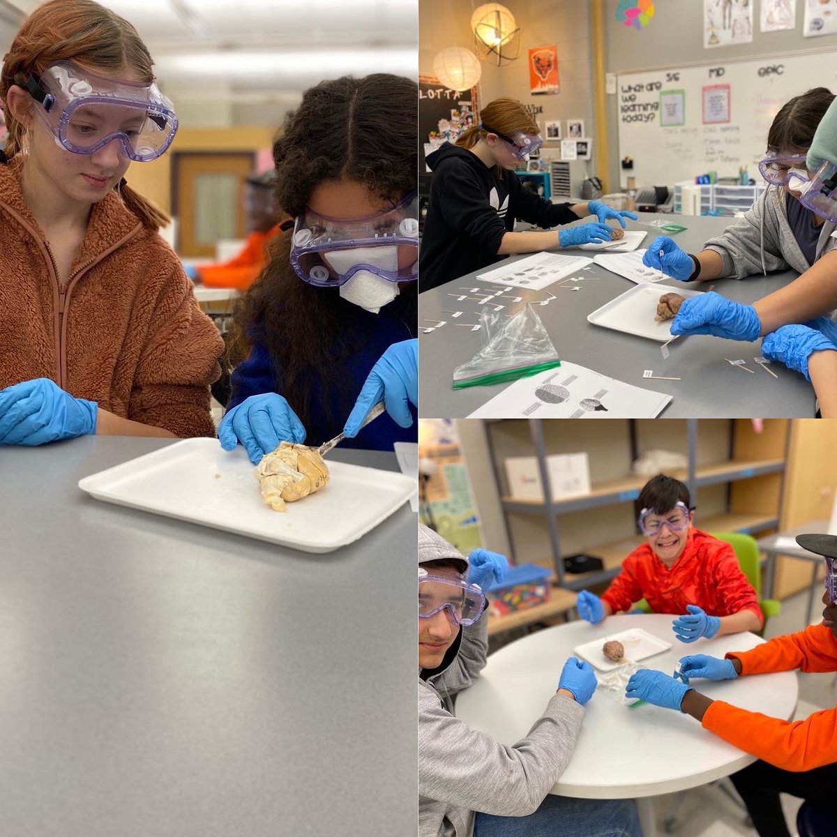 scullotta22's tweet photo. Medical Detectives π΅οΈ Dissecting Sheep brains π§ #pltw #bhmsSTEM #aim2empower #disection #medicaldetectives https://t.co/mwobfwdNIv