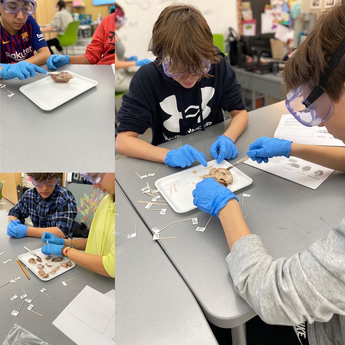 scullotta22's tweet photo. Medical Detectives π΅οΈ Dissecting Sheep brains π§ #pltw #bhmsSTEM #aim2empower #disection #medicaldetectives https://t.co/mwobfwdNIv