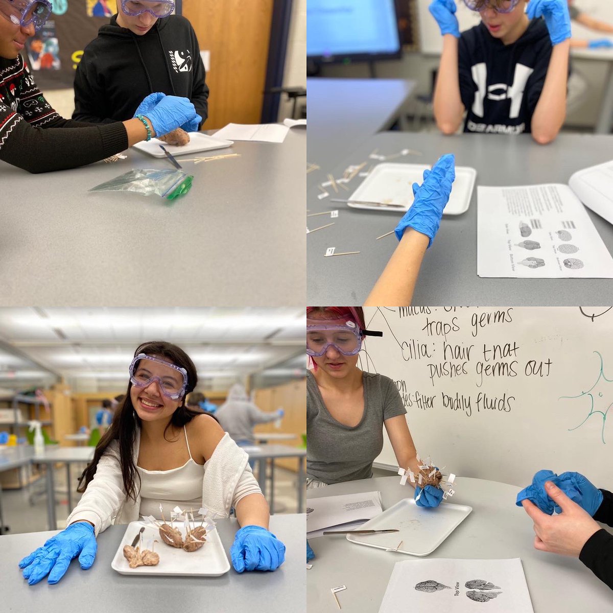 scullotta22's tweet photo. Medical Detectives π΅οΈ Dissecting Sheep brains π§ #pltw #bhmsSTEM #aim2empower #disection #medicaldetectives https://t.co/mwobfwdNIv