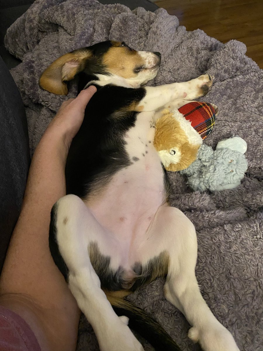 cack1229's tweet photo. @beaglefacts @beaglelucylooo #beagle bellies are fun to #zerbert too βΊοΈ #beagles #beaglesoftwitter https://t.co/kfSzKzde7U