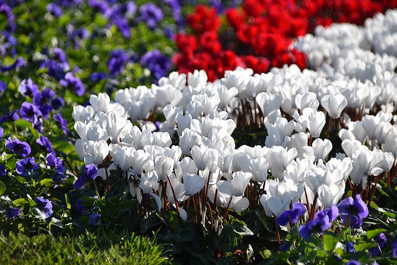 花と緑のtdr Bot Flowertdr Bot Twitter