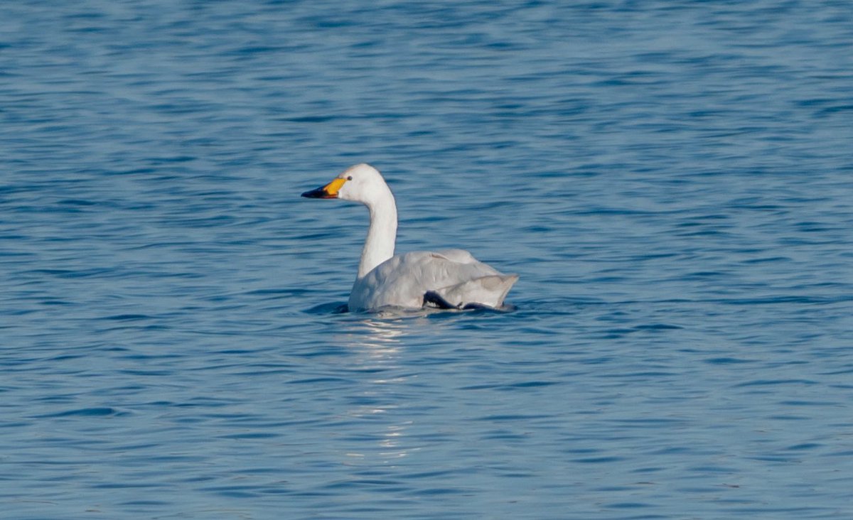 KFPhotographyuk's tweet photo. #bewickswan #belvide @WestMidBirdClub #TwitterNatureCommunity @Natures_Voice @Britnatureguide https://t.co/vX2RS9TIwI