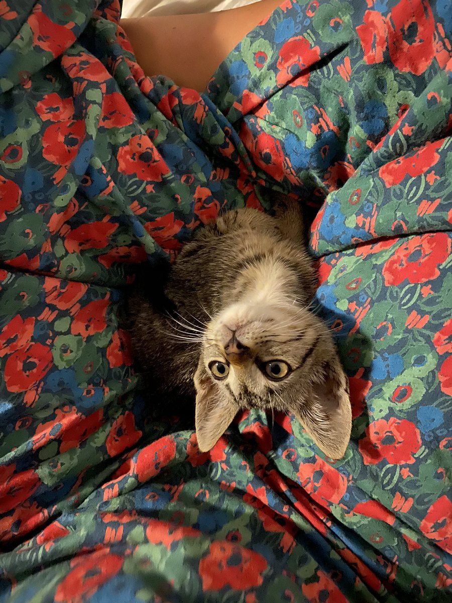 We rescued this gatinho a few weeks ago. 

He was crying for hours on the street so we took him home. 

Found him a forever fam. 
Left a literal hole in my heart. Instagram’s bored of hearing about it 😅🙃😭