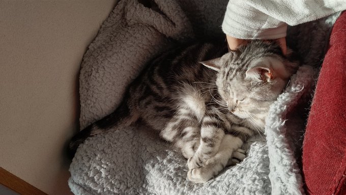 日向で撫でられるねこ 