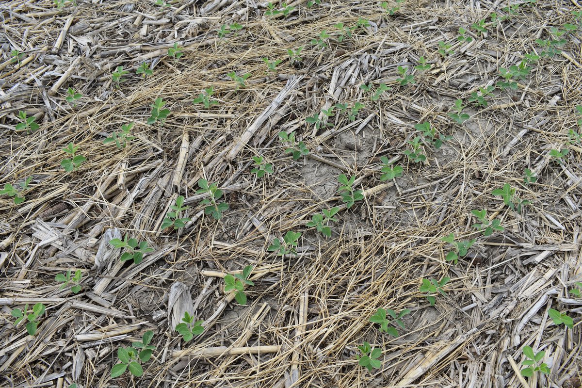 Brett Buehler (@buehlerfarm) on Twitter photo Think seed spacing doesn't matter in soybeans? I put it to the test on my farm. It is just 1 farm and 1 year of data, but its indicating that spacing DOES matter, especially at lower planted populations. 15" rows, 2.3 RM, planted 4/27, NW Iowa. #SureSpeed <a href="/AgLeaderTech/">Ag Leader Technology</a> Think seed spacing doesn't matter in soybeans? I put it to the test on my farm. It is just 1 farm and 1 year of data, but its indicating that spacing DOES matter, especially at lower planted populations. 15" rows, 2.3 RM, planted 4/27, NW Iowa. #SureSpeed <a href="/AgLeaderTech/">Ag Leader Technology</a>