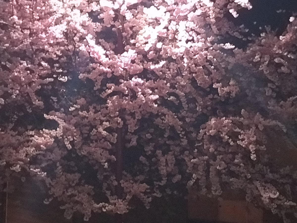 shalapiku's tweet photo. ~ 🖤🌸🌌 ~ https://t.co/alg5uTOf1Y