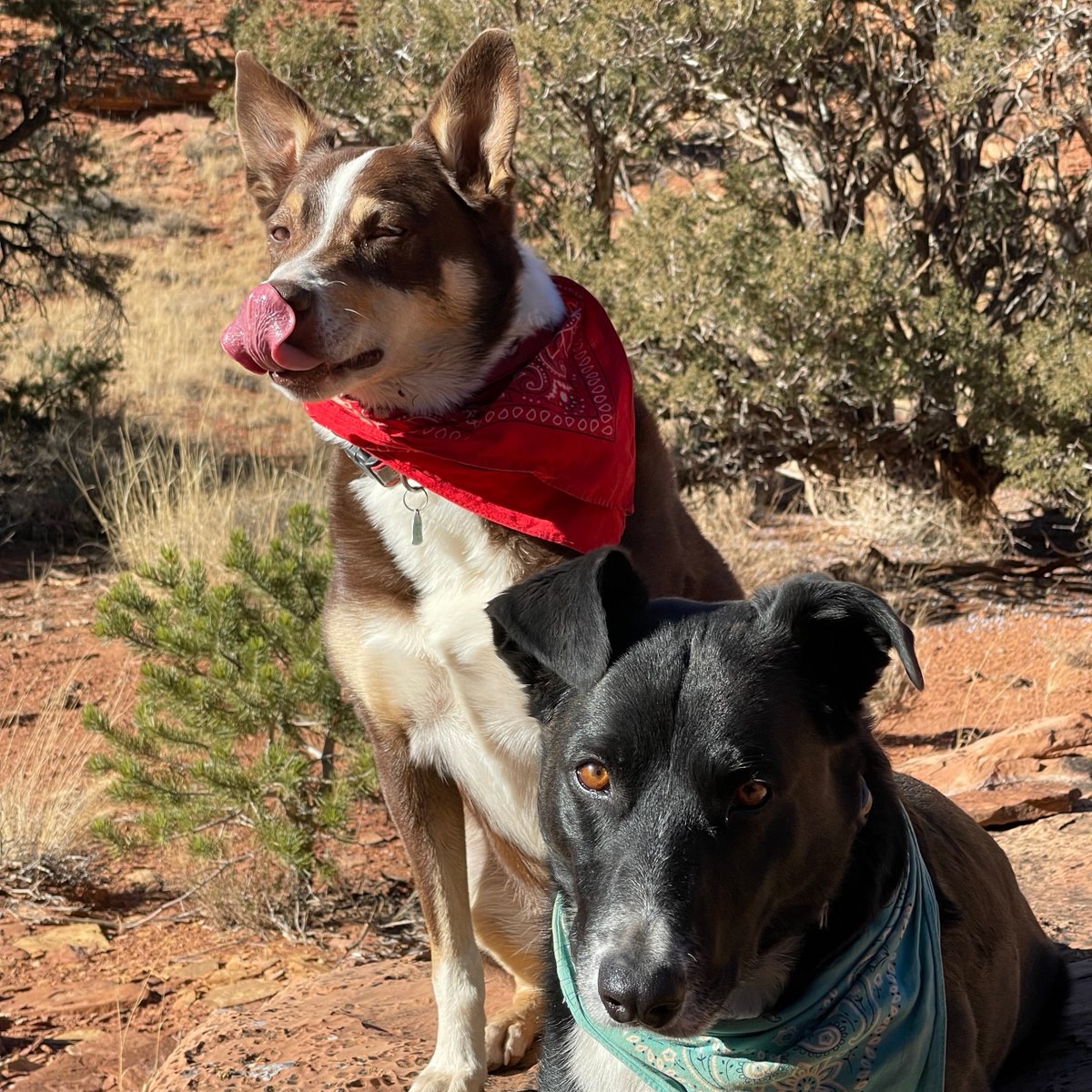 ettaplacecider's tweet photo. #CiderDogs adventures never stop. #LifeCapitolized https://t.co/AubMKzDkYa
