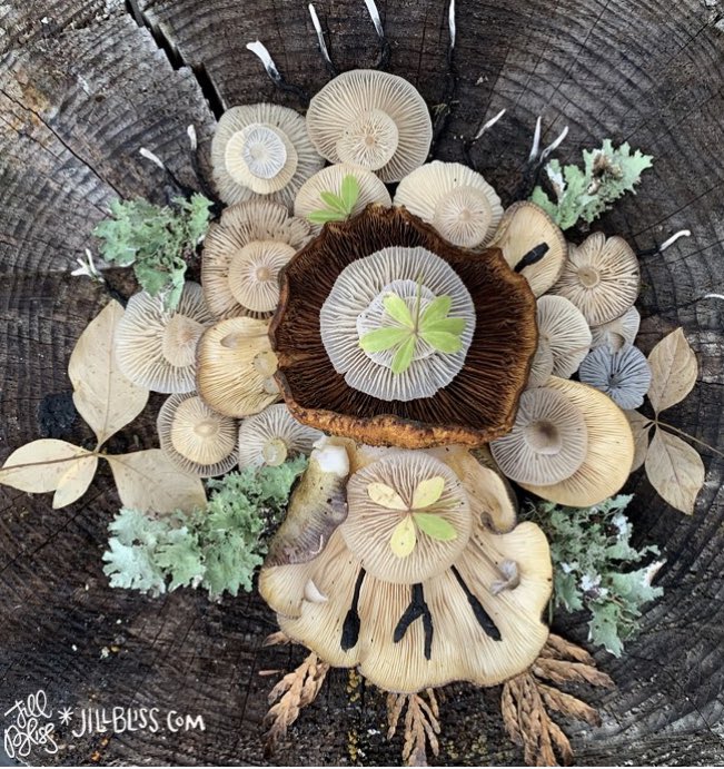 Todays offering to my home island. Freezing nighttime temperatures coming tomorrow, so these colors are appropriate! See more of my daily quiet adventures on my new blog: jillbliss.com/blog