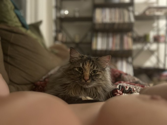 KITTEH between the TITTEHS 🛎️😼🛎️ https://t.co/JDUGX8Jfah<a href="/tag/goodmorning"class="tags"><span>#goodmorning</span></a>