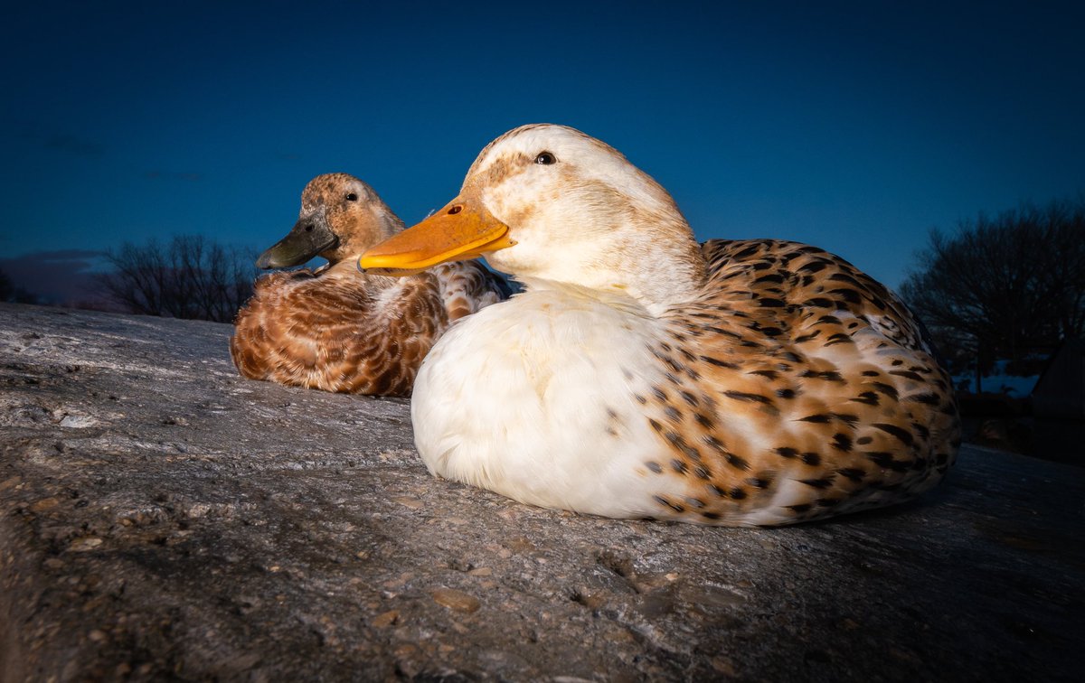 DuckFoodBot's tweet photo. ❤️

(retweet to send noms https://t.co/bCx4zPvQWf) https://t.co/iiLkgrxGqK