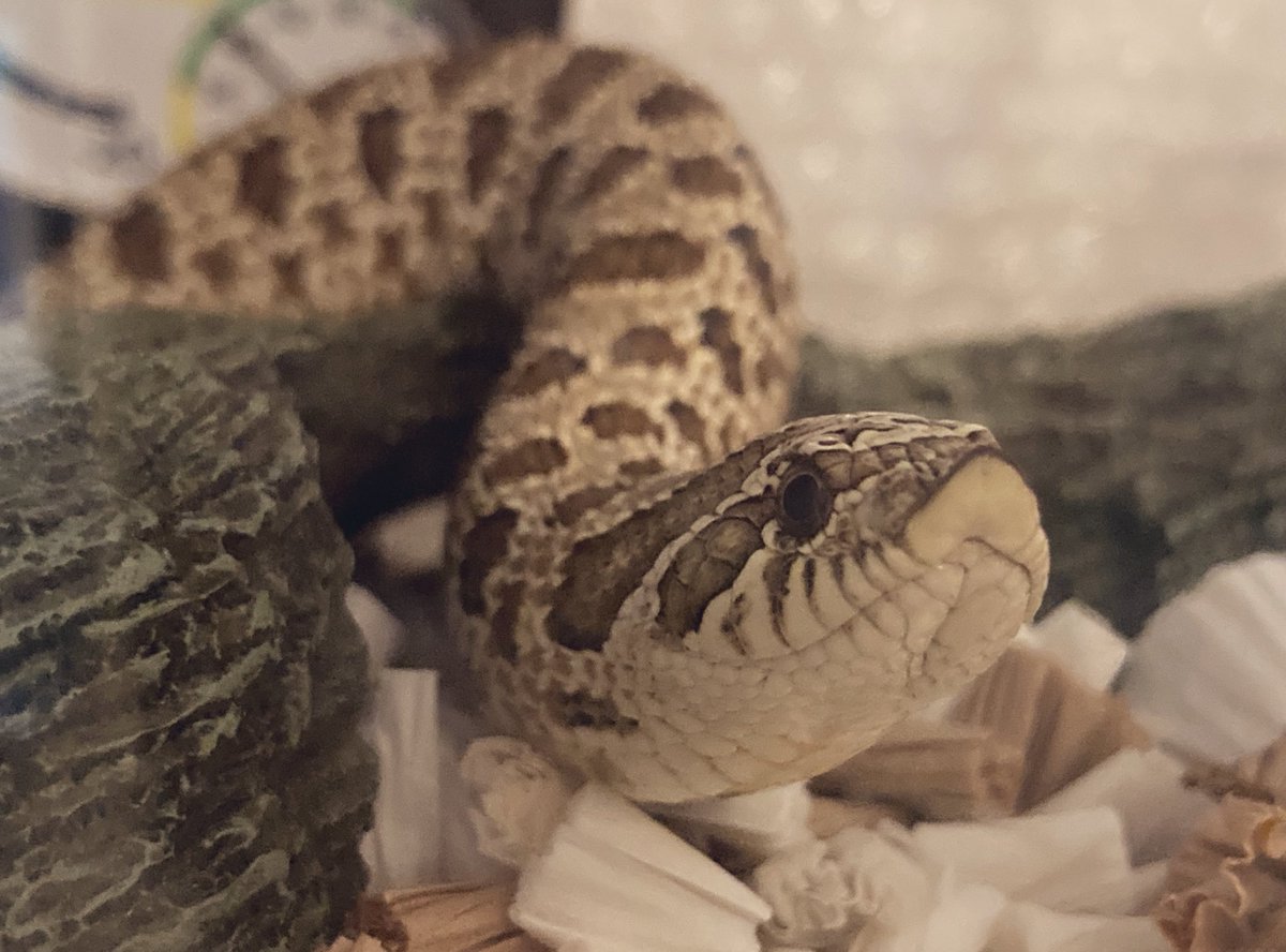 おかわゆきムチムチ🐍