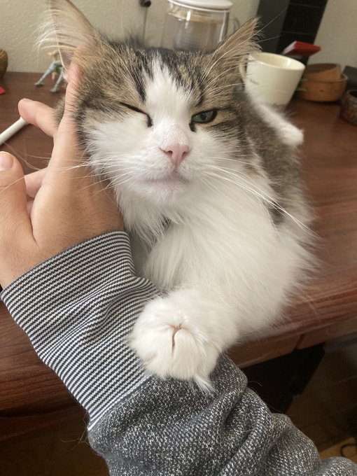 おやつを隠している時の猫の媚び方をしている。 