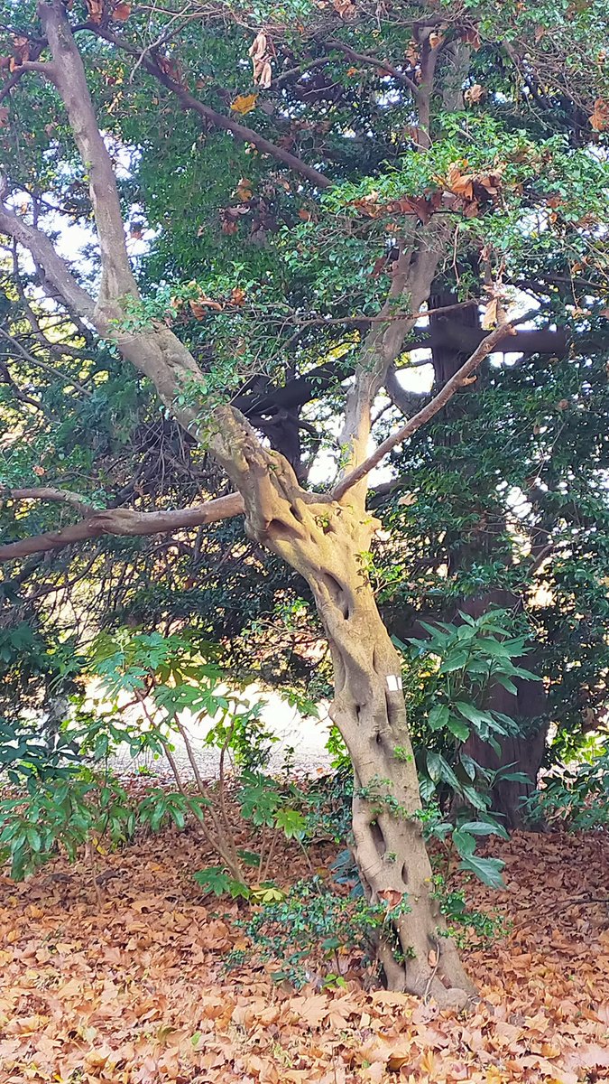 sunaug823tokyo's tweet photo. Yesterday's walk🚶🍂🌱🌳🌲 Just walking makes me hungry🍱🍱😋😋😉👍 #walk #walking #park  #toandfrom #tree #coffee #healthymood #hungry https://t.co/bHKSsyKlT6