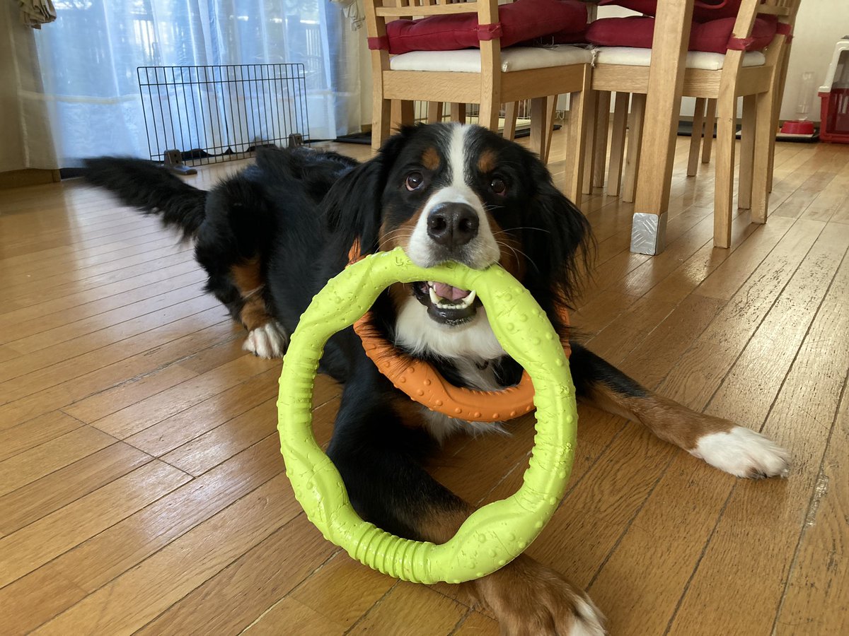 fran_to_cisco's tweet image. よくばり！🐶