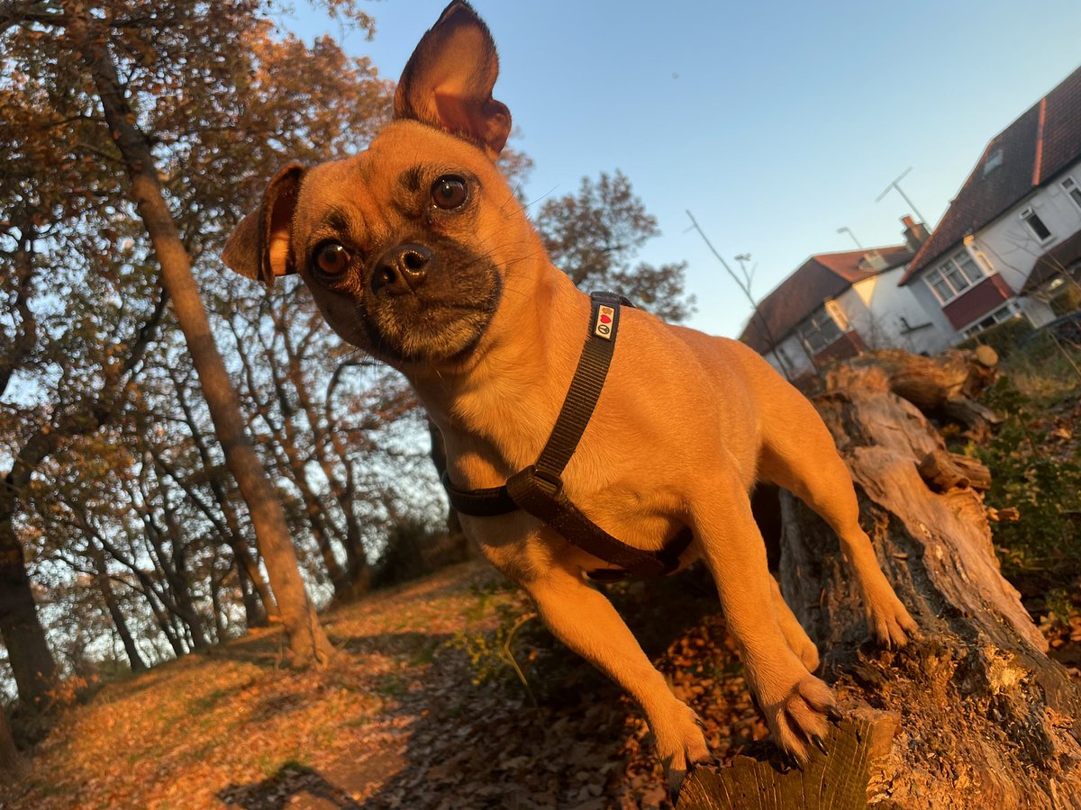 I love my dog so fucking much man. She is the golden hour.