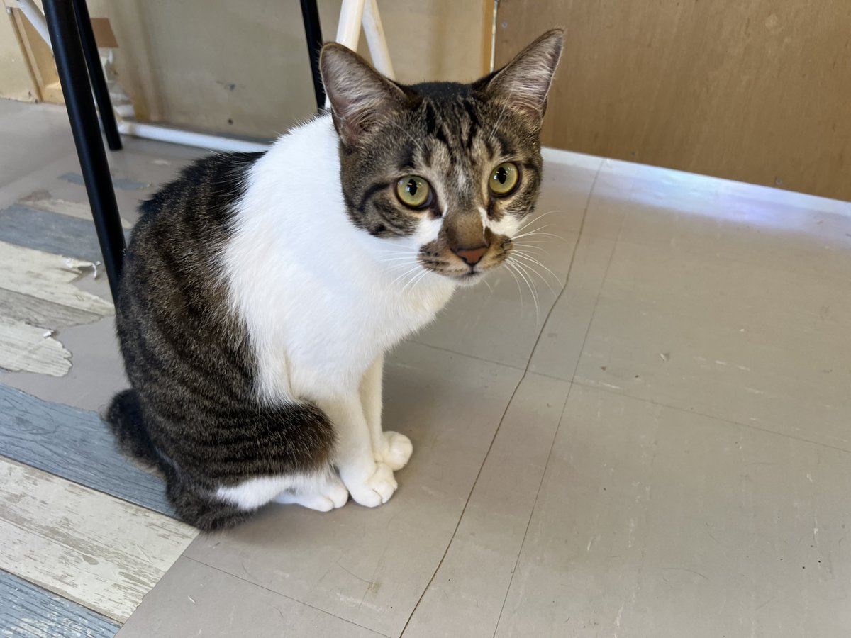 cat_cafe28's tweet photo. 今日と明日で最後です😭 https://t.co/UKnt4I2i9R