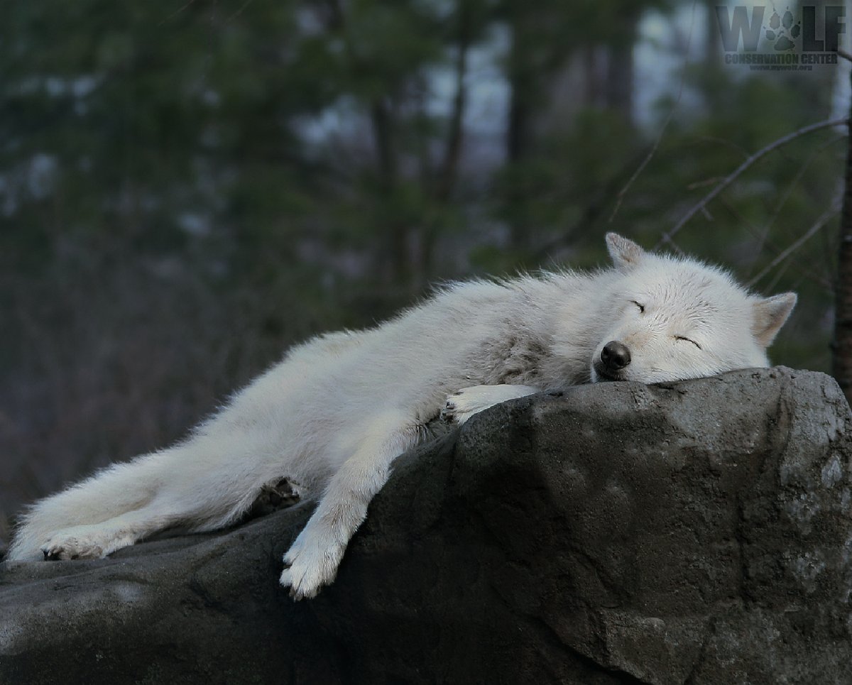 Dreaming of a world where no wolf is hunted.