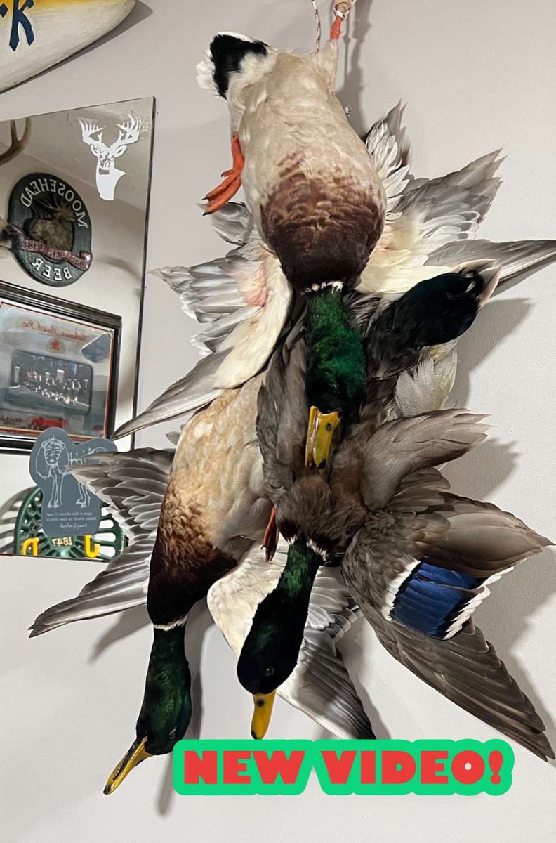 BrofessionalHNT's tweet photo. New Video! (Link In Bio)
3 Mallard Dead Mount | TAXIDERMY TIMELAPSE 🦆
•
•
•
#taxidermy #duck #waterfowl #mallard #ducktaxidermy #waterfowltaxidermy #mallardtaxidermy #mallarddrake #mallardduck #deadtaxidermy #deadmount #multimount #multitaxidermy https://t.co/u2n2TAaMQ8
