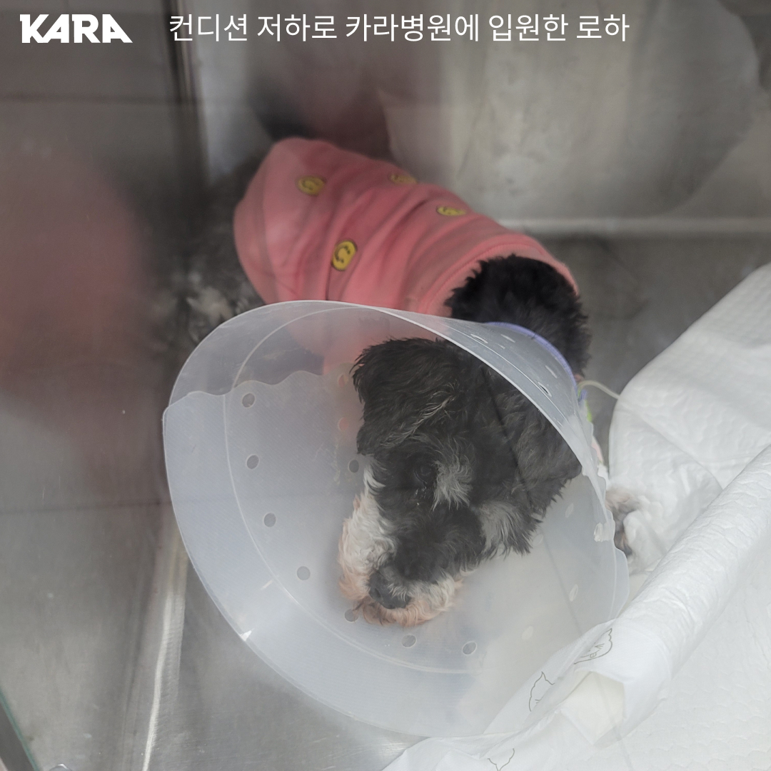 ekara_org's tweet image. 로하의 비장과 간에서 종양이 발견되었습니다. 로하가 좋은 컨디션을 유지하며 지낼 수 있도록 로하의 건강을 함께 기원해주세요! 

로하의 투병소식 &amp;gt; nuly.do/oXqk
로하 소식 더보기 &amp;gt; ekara.org/kams/alliance/…