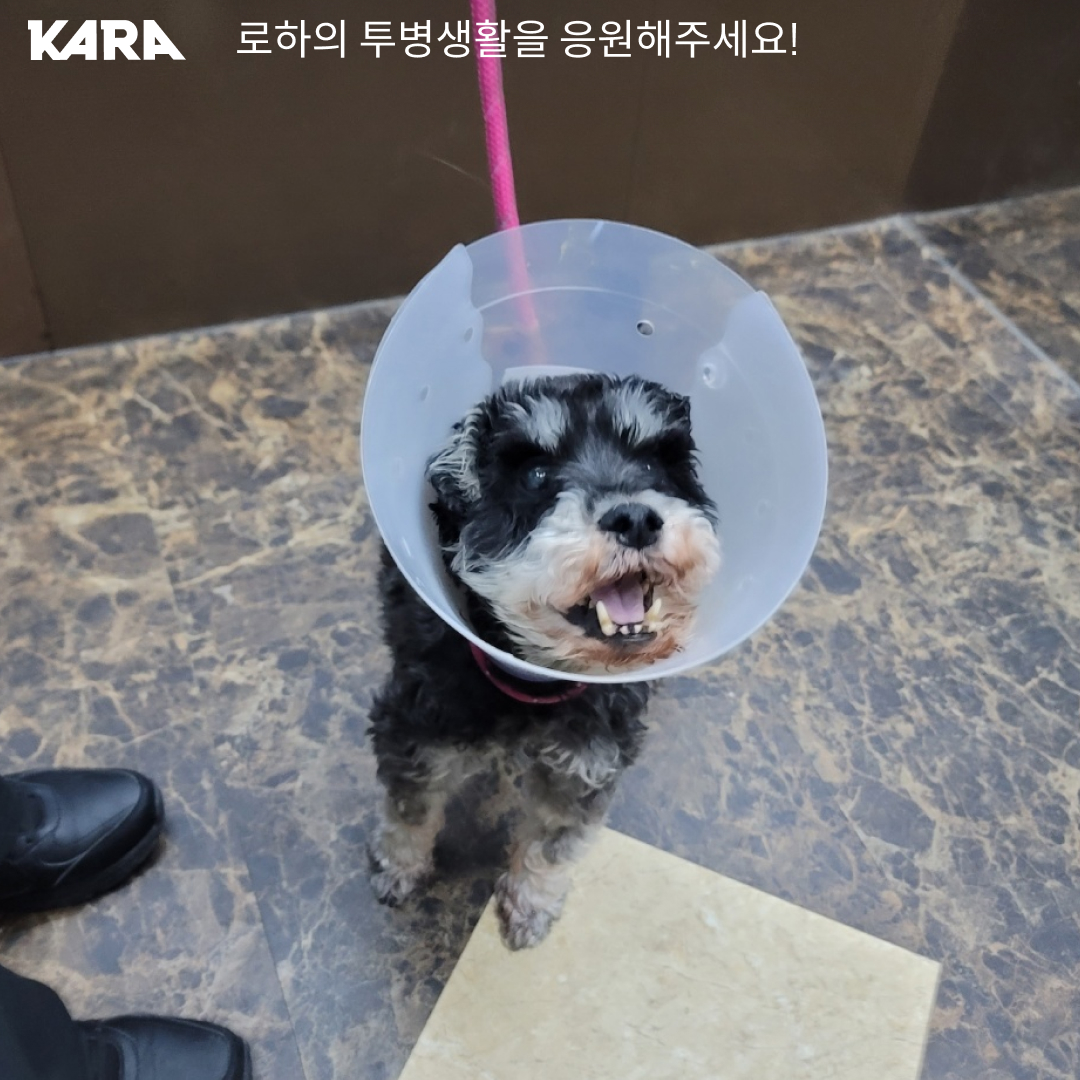 ekara_org's tweet image. 로하의 비장과 간에서 종양이 발견되었습니다. 로하가 좋은 컨디션을 유지하며 지낼 수 있도록 로하의 건강을 함께 기원해주세요! 

로하의 투병소식 &amp;gt; nuly.do/oXqk
로하 소식 더보기 &amp;gt; ekara.org/kams/alliance/…