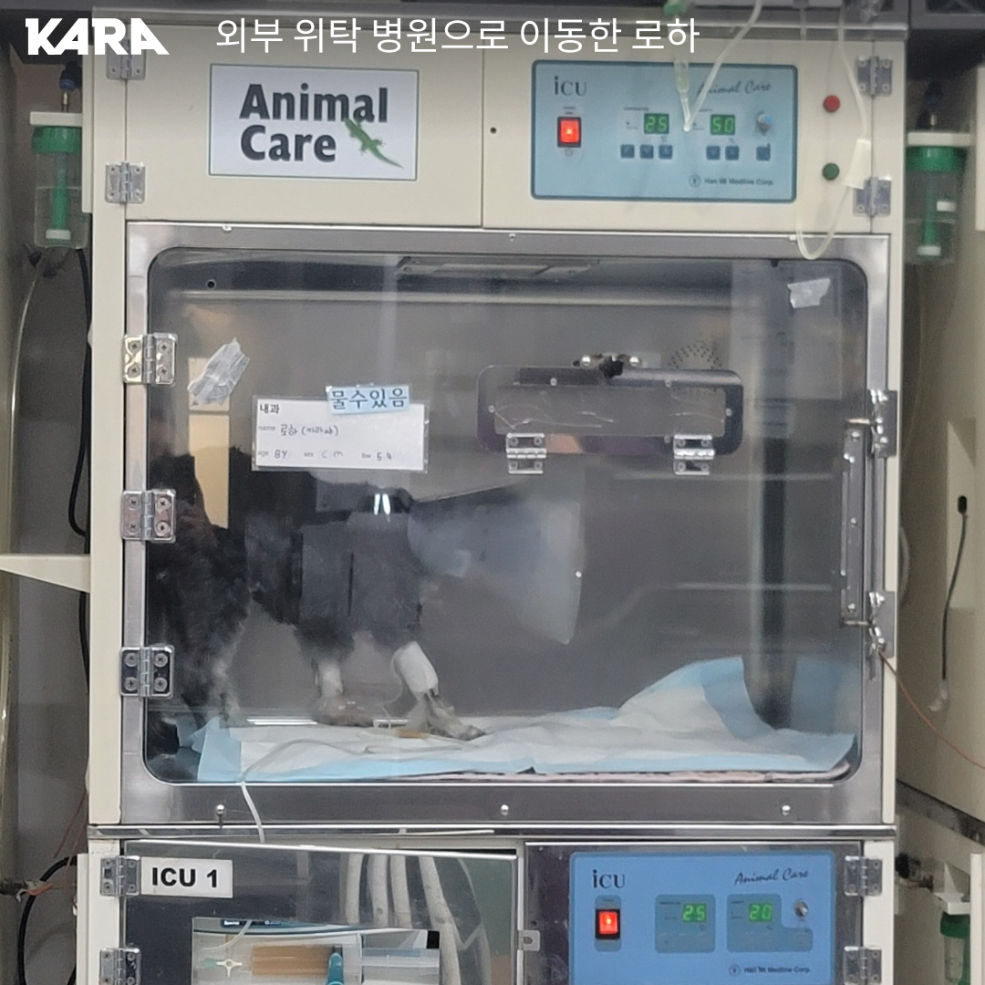 ekara_org's tweet image. 로하의 비장과 간에서 종양이 발견되었습니다. 로하가 좋은 컨디션을 유지하며 지낼 수 있도록 로하의 건강을 함께 기원해주세요! 

로하의 투병소식 &amp;gt; nuly.do/oXqk
로하 소식 더보기 &amp;gt; ekara.org/kams/alliance/…