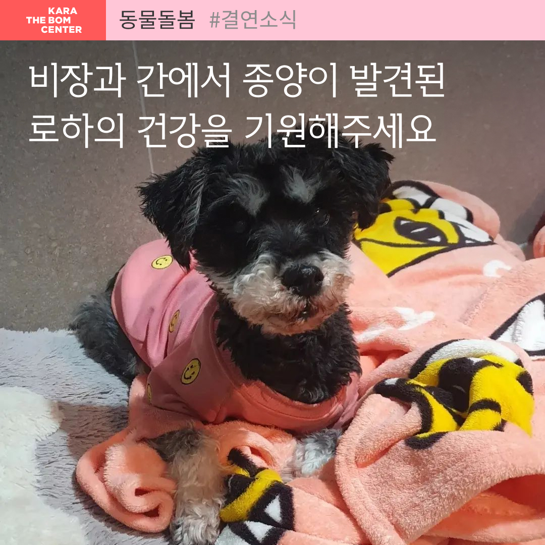 ekara_org's tweet image. 로하의 비장과 간에서 종양이 발견되었습니다. 로하가 좋은 컨디션을 유지하며 지낼 수 있도록 로하의 건강을 함께 기원해주세요! 

로하의 투병소식 &amp;gt; nuly.do/oXqk
로하 소식 더보기 &amp;gt; ekara.org/kams/alliance/…