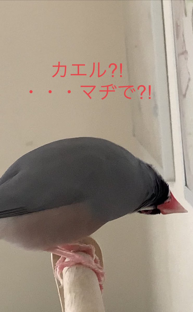 GoGo_Torippys's tweet photo. ゆっちゃんの、名(迷)画鑑賞

じっ・・・

・・・サッパリ分からん

#文鳥 #芸術は��発だ https://t.co/YeL9oCAsaN