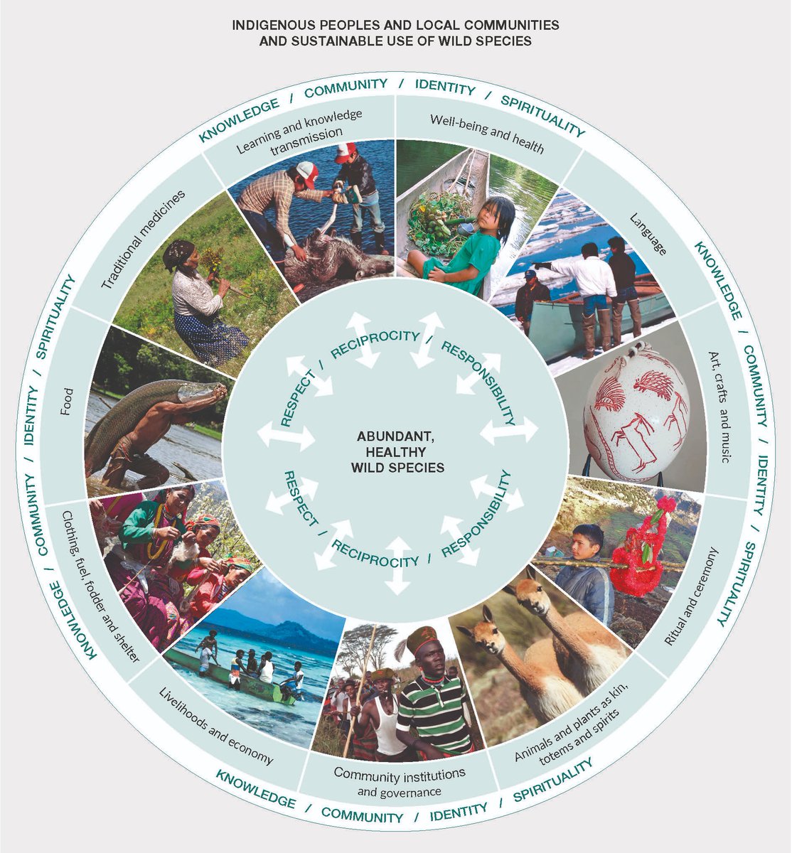 Indigenous & local knowledge is crucial in #conservation and sustainable use of #biodiversity.🌿 How is sustainable use of wild species essential to the well-being of many #indigenous peoples & local communities? See the graphic below from @ipbes #SustainableUse Assessment👇