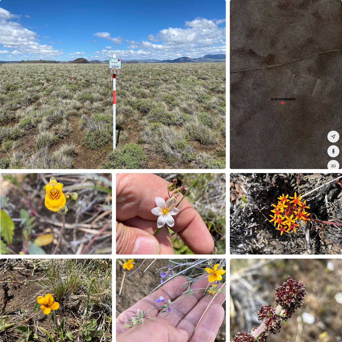 👉Quieres saber más sobre los monitores maras, revisa la nota sobre esta investigacion que lleva adelante INIA Kampenaike en la nota de la Prensa Austral👇 laprensaaustral.cl/2022/12/09/inv…