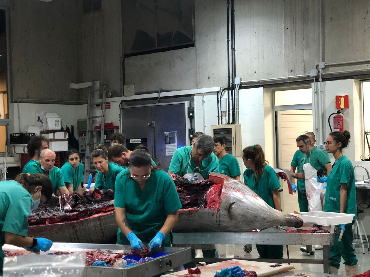 IUSAeu's tweet photo. 2AM, terminando lo que empezó a las 5PM de ayer, en Sala de Necropsias de la @fvulpgc @IUSAeu @ULPGC una tarea q no se puede dejar para el día siguiente. Increíble grupo de trabajo ... Y como siempre hemos aprendido ... disfrutado  y hecho nuestro trabajo eficazmente.  EQUIPO  !! https://t.co/Odt02TQEuN