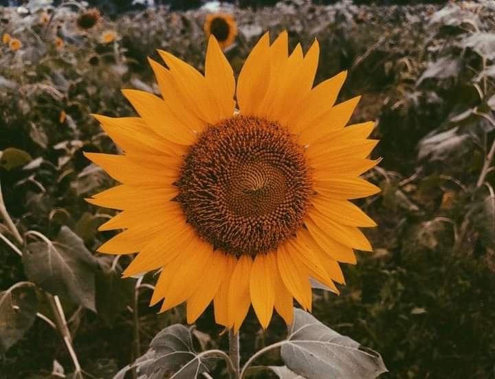 Ama la vida, es el único regalo que no recibirás dos veces.🍃 
Feliz descanso❤🌻 
#Amalavidaeselúnicoregaloquenorecibirásdosveces🍃