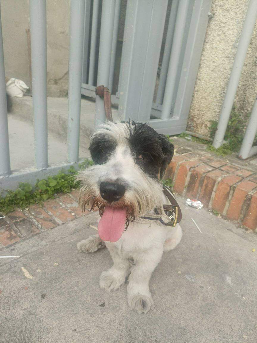 Reporta <a href="/volknsoni/">Sonia Volkn</a>:  Solo DIF.  Buscando a su dueño!!!!!!encontrado por San Martin, iba sin rumbo, cruzando las calles. Caracas!
Está recién afeitado. Por favor si conocen al dueño escribir a mi WhatsApp. 04163087591.