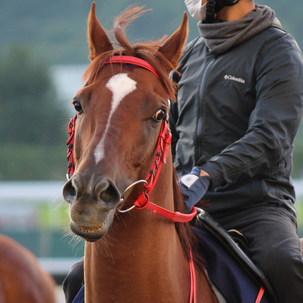 gokuumapog's tweet photo. 【明日発走・ #香港マイル】レース前日、今朝の #エクセレントプロポーザル です！
@HKJC_Racing #HKIR #ExcellentProposal https://t.co/EiBb9wK0cI