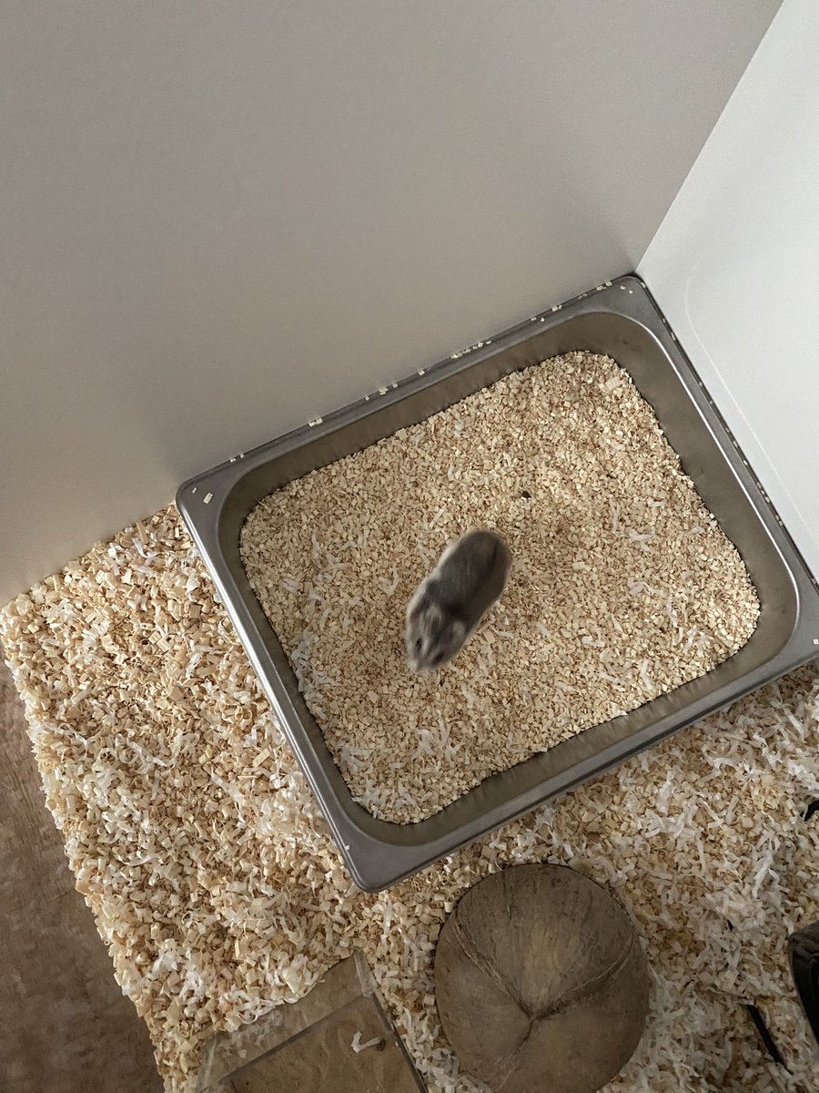 햄그러니..
배콩알