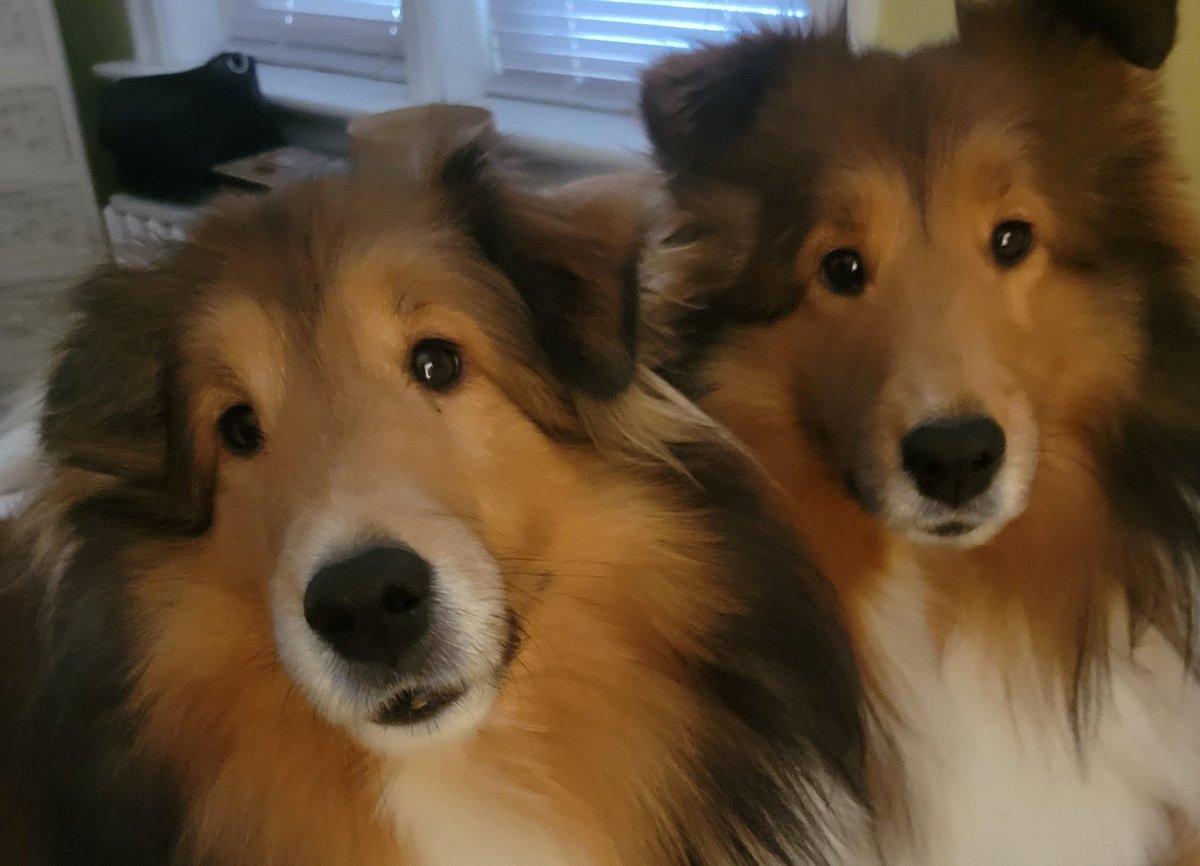 Hi. London and Vegas's Humom here. I wanted to thank everyone for the good wishes for Vegas after his raisin scone surfing incident. He is doing really well after being through so much. Bloodwork today, but no word on the results. Thank you all for your kindness. I was worried!