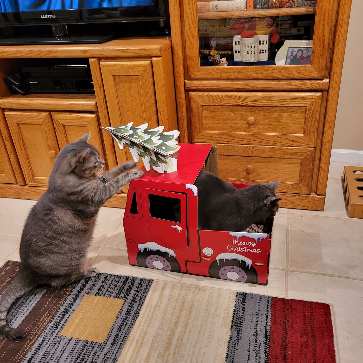 martiegirlie's tweet photo. I wonder how long this truck will hold up with these two fun-loving trouble makers. 😜 🎄 #Marvin #Colester ❤ 🐈 🐈 ❤ #CatsOfTwitter https://t.co/GmpOVdUGgn