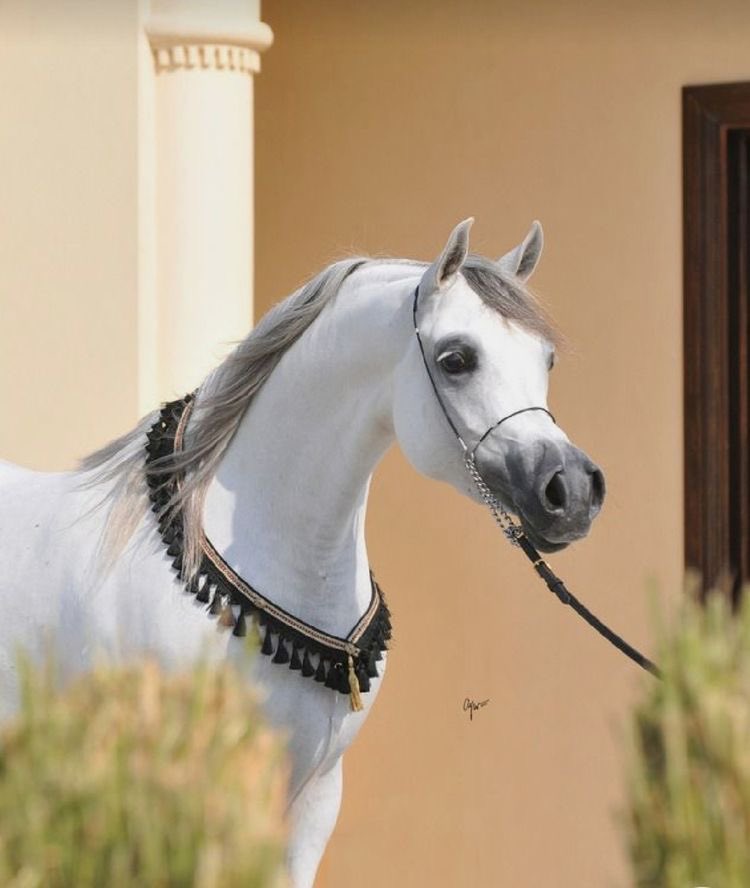 `
`
`
`

اللهّم إنّا نسألك في هذا الصّباح 
أن ترزقنا راحة  البال والرضا بما 
كتبته لنا وحسن الظن  فيما هو 
آت  ، واليقين بك  حتى  تطمئن 
نفوسنا ..
.
#صباح_الخير