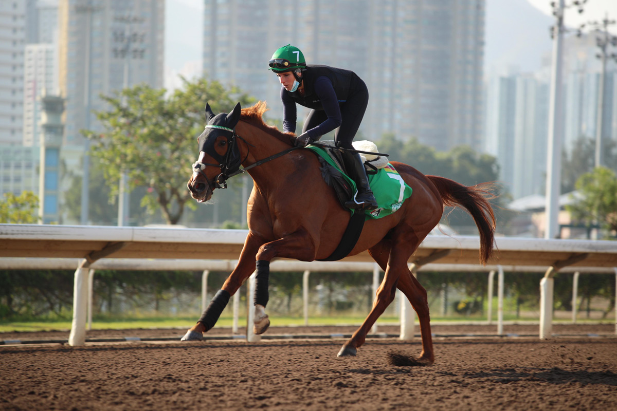 Piechulek hoping for special things from Mendocino in Sunday's Hong Kong Vase. <a href="/DeutscherGalopp/">Deutscher Galopp</a> #HKIR #HKracing 

William Hughes writes. 

Read here 👉 racingnews.hkjc.com/english/2022/1…