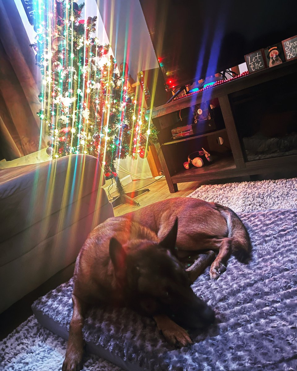 Simon loves napping by the tree! #santa #elfontheshelf #dontbitesantaplease