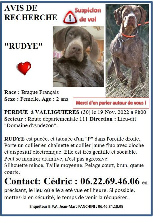 DelavegaPepita's tweet photo. ❌⚠️ALERTE Générale pour RUDYE,⚠️❌ jeune femelle Braque Français de deux ans, perdue à #Valliguières #Gard - #DPT30 #Occitanie
depuis le samedi 19 novembre dernier vers 9h00 du matin😢 https://t.co/GfDwr3YA6y