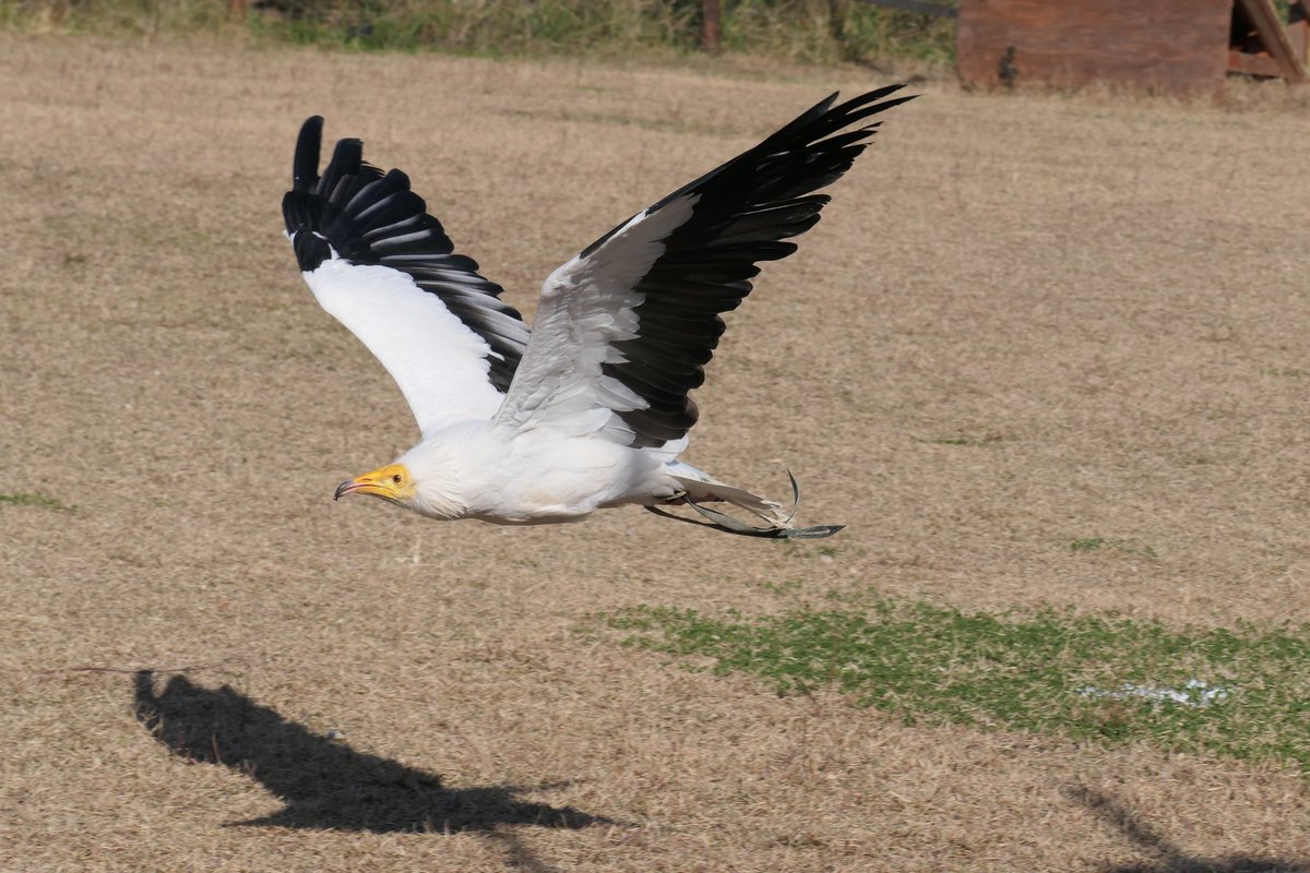 تويتر Aoven 動物園クラスタ