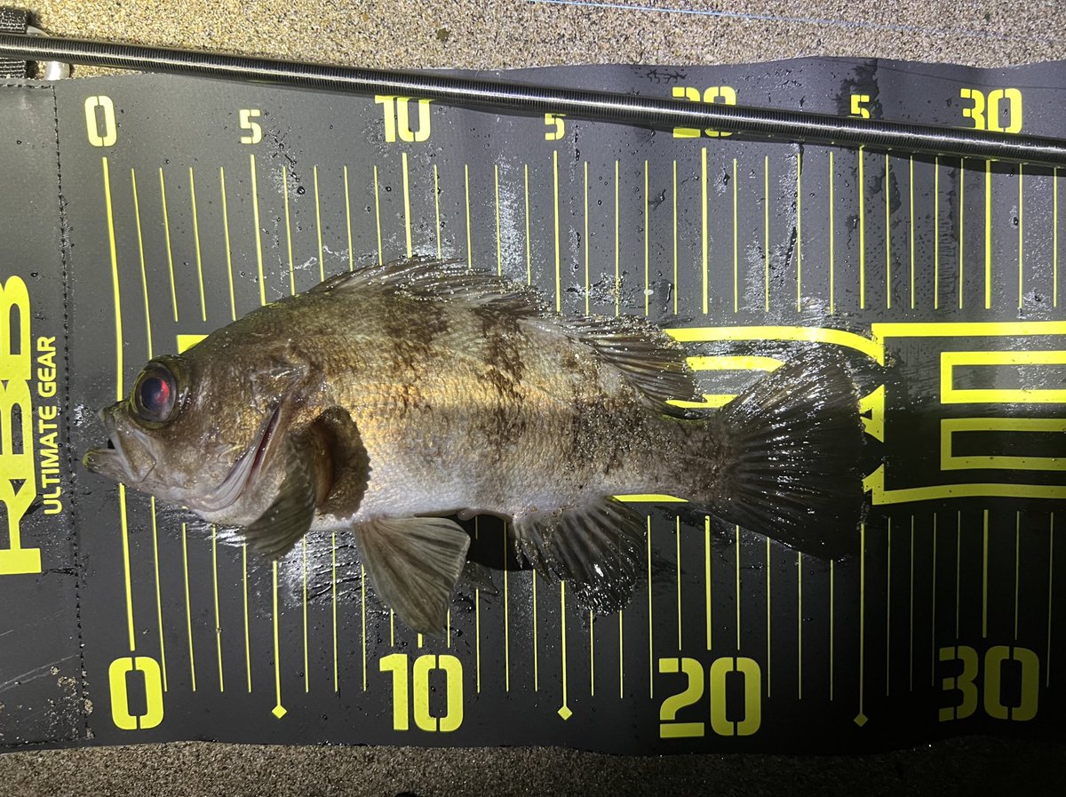 aska_fishing46's tweet photo. 昨夜もフロートで。

カサゴ1のメバル2で3キャッチ出来た。
フロート楽しい♪
#APIA #GRANDAGE #LITE82
#ダイワ #月下美人 #ソードビーム
#シャローフリーク #メバル https://t.co/tRrc6t2FHC