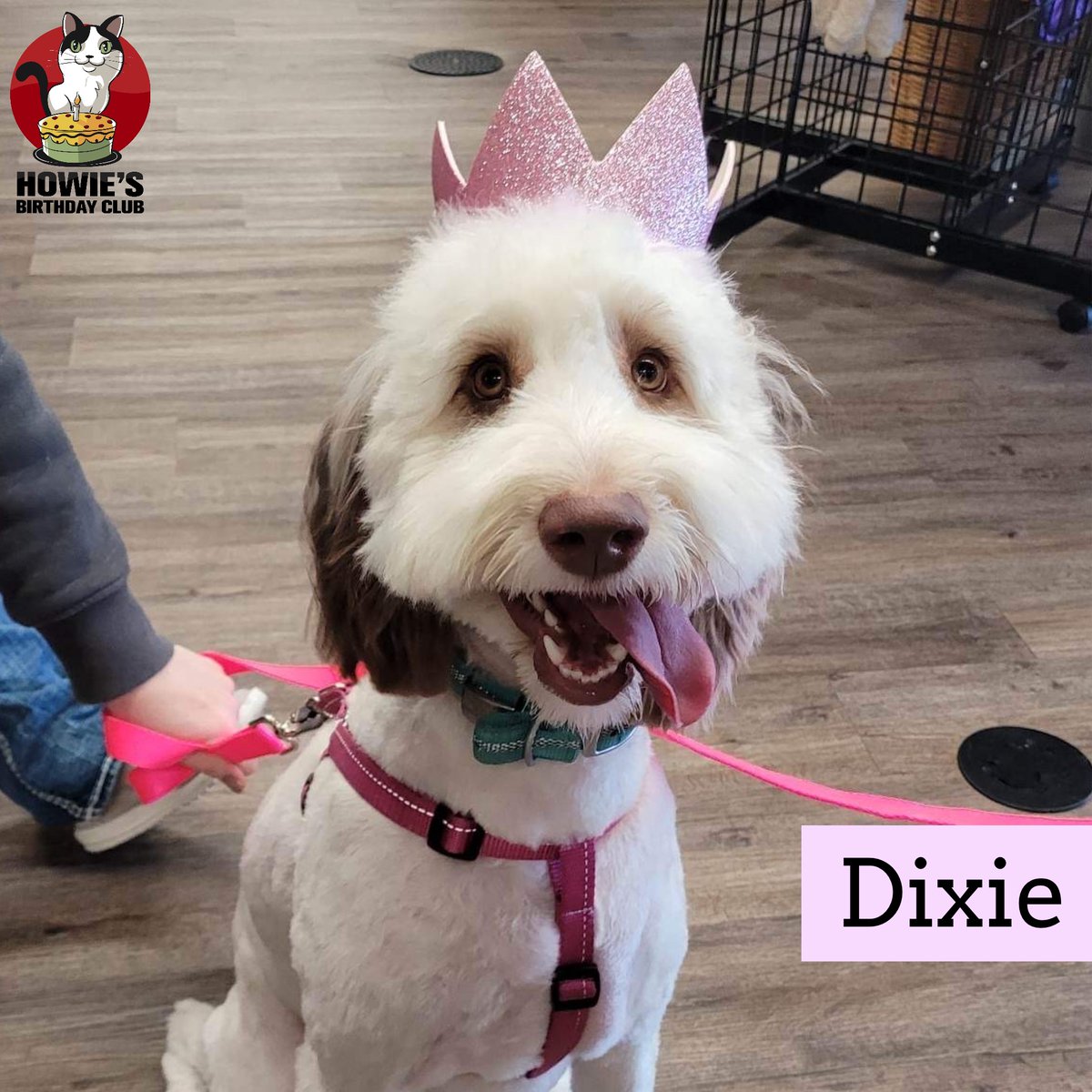 buschpetproduct's tweet photo. Happy 1st Birthday Dixie!
🎂
#happybirthday #dixie #birthdaygirl #howiesbirthdayclub #dogsincrowns  #happybirthday #aussiedoodle #doodle #cutie #doggo #dog #dogs #dogsofinstagram #instadog #dogstagram #dogsofmissouri #dogsofsemo #capegirardeau #doglife #dogday #dogsarethebest https://t.co/M8iue5lo7O