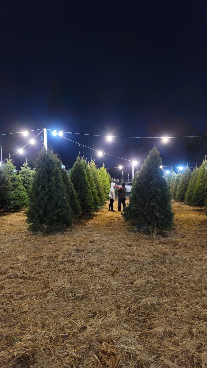 UnityLilac's tweet image. Xmas tree