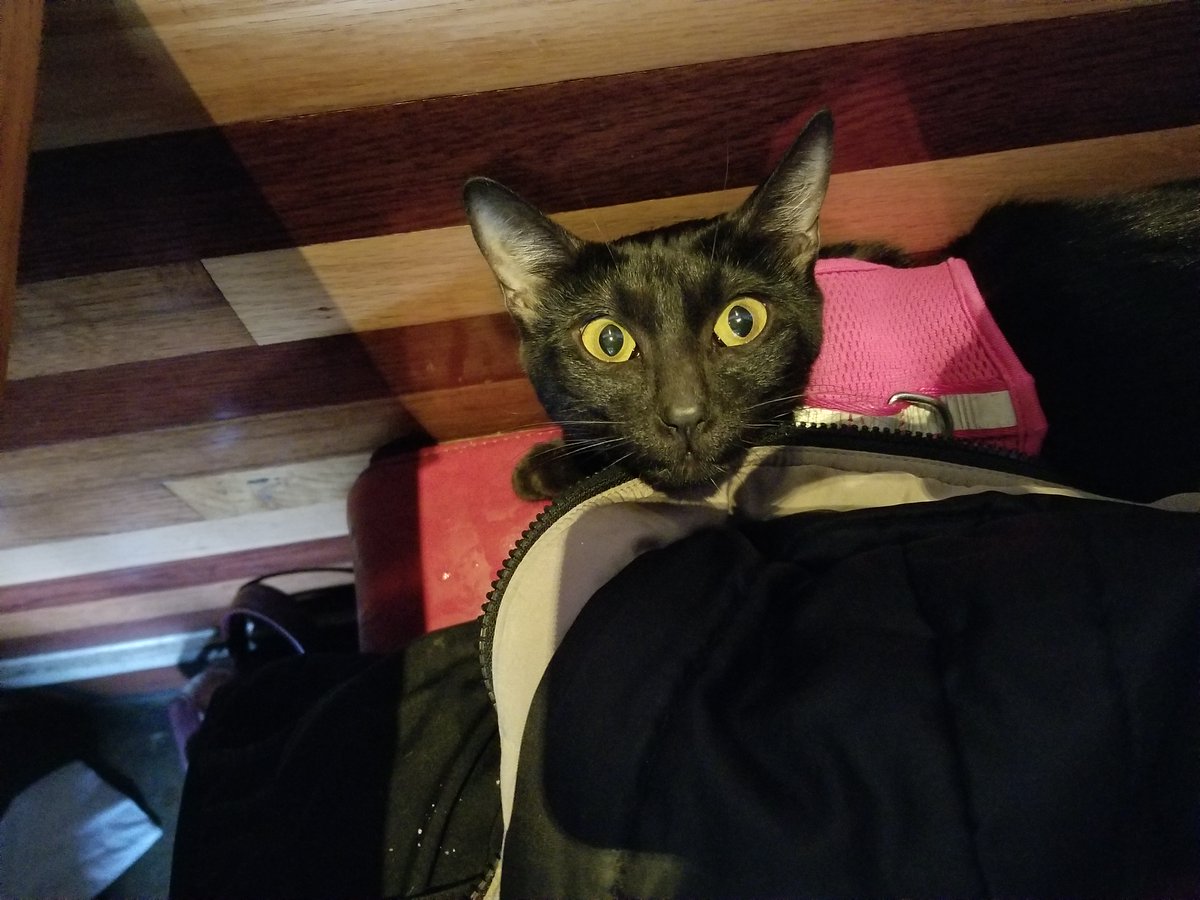ThatsSoMeana's tweet photo. Have you ever... smuggled a cat into Chili's?
Anyway, time to play Paladins for the first time and be terrible at it!
#Support #SupportKitty https://t.co/O86PDKgDaM
