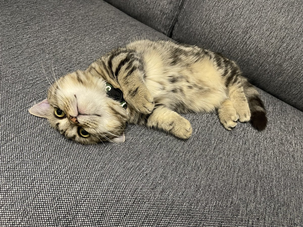 wasabi_munch's tweet photo. 撫でたくなるけどここで撫でると高確率で噛まれちゃう🤭
…でも撫でちゃう🫣
#猫のいる暮らし #猫好きさんと繋がりたい https://t.co/LfeZB8uRPz
