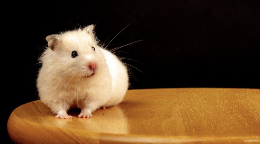 steveshamstery's tweet photo. What a cutie ❤️#steveshamstery #hamster #hamstergram #hamsterlove #hamsters #hamstersofinstagram #hamsterlife #pet #cute #syrianhamster #hamsterlover #pets #hamsterdaily #cutehamster #petsofinstagram #hamsterworld #hammy #dwarfhamster #animals #hamsterland #hamsterlovers #animal https://t.co/7RmVwiiPYz