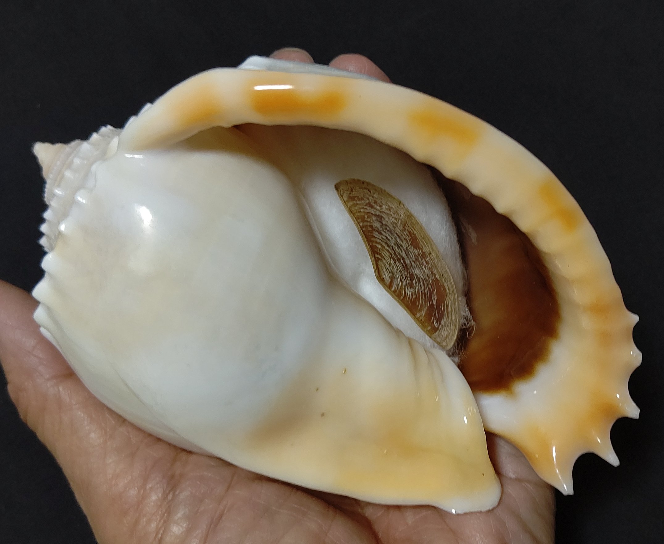 Turbjoke Museum (@turbjoke) / X