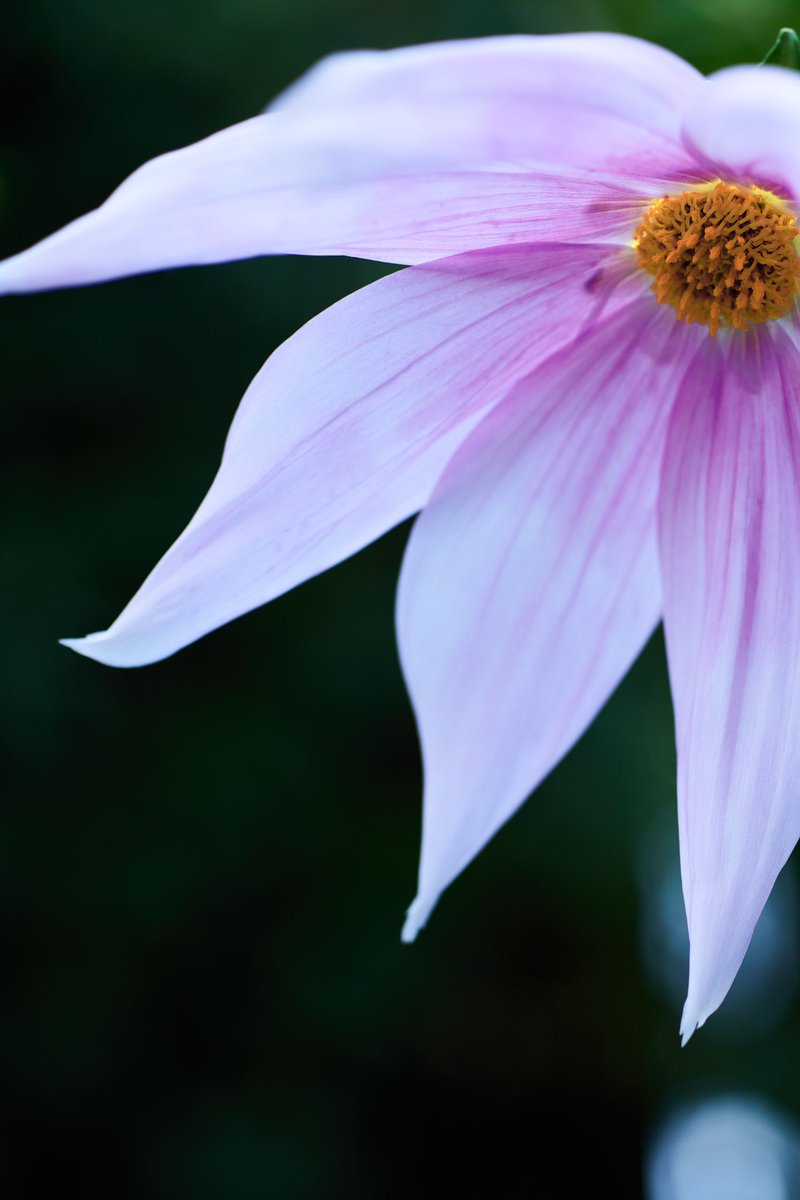 ich_photo's tweet photo. 現場近くの温室でコウテイダリアが咲いていました。

#macroplanar 
#carlzeiss 
#flowerphotography https://t.co/IIeOXIEdny