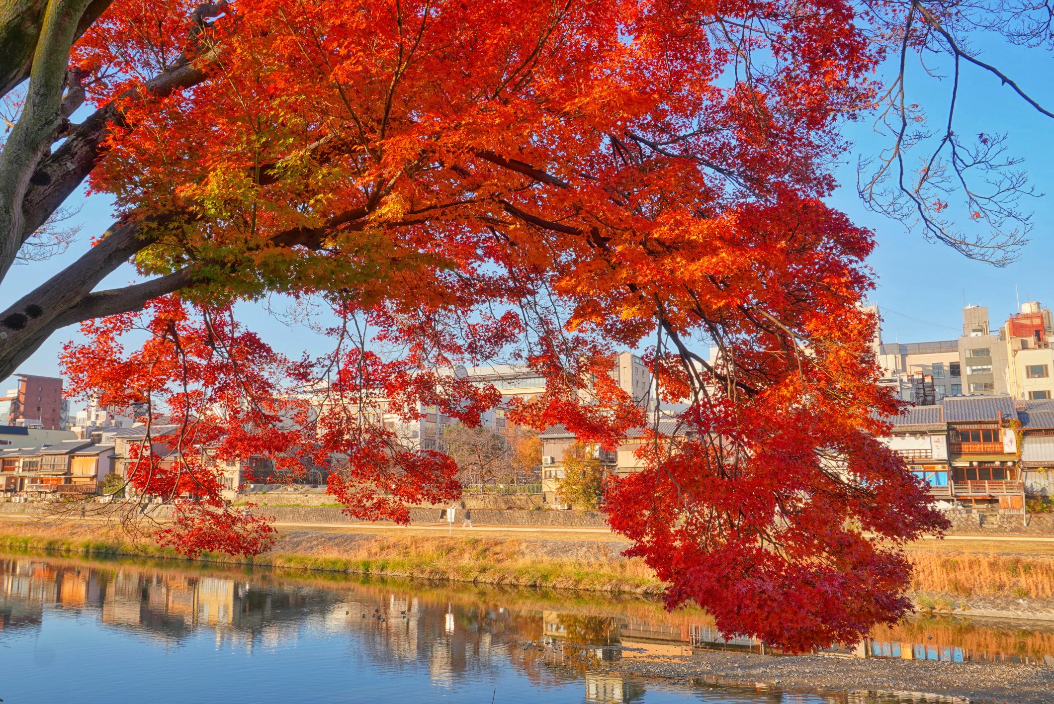 ぽんぽんやま京都 on Twitter 